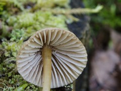 Mycena viridimarginata