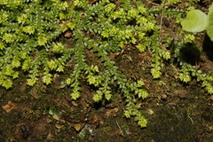 Selaginella denticulata