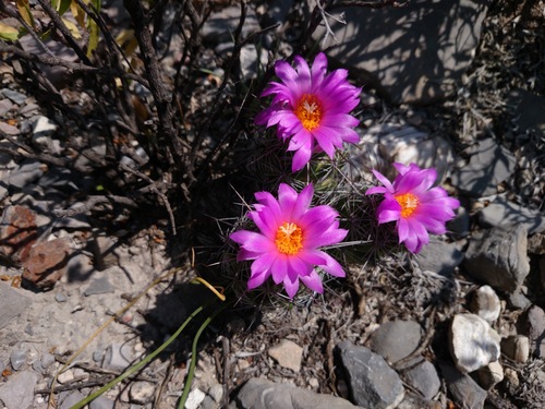 Chihuahuan Beehive