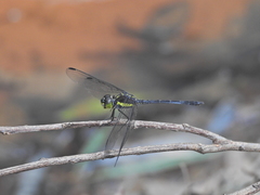 Agrionoptera longitudinalis biserialis