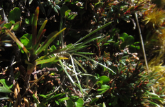 Celmisia laricifolia