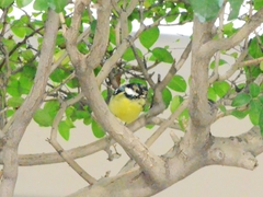 Periparus venustulus