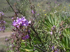 Campylanthus salsoloides