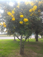 Senna viarum