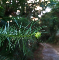 Cunninghamia lanceolata