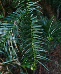 Cunninghamia lanceolata