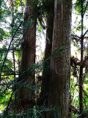 Cunninghamia lanceolata