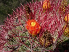 Ferocactus pilosus