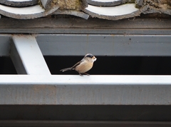 Aegithalos glaucogularis