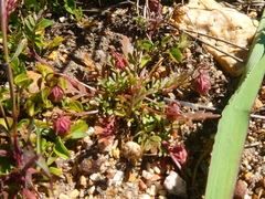 Diascia elongata