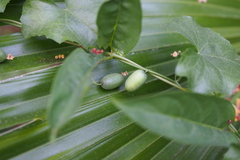 Zehneria