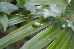 Zehneria