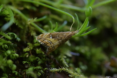 Glaucocharis chrysochyta