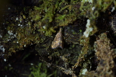 Glaucocharis chrysochyta