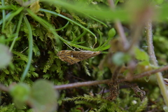 Glaucocharis chrysochyta