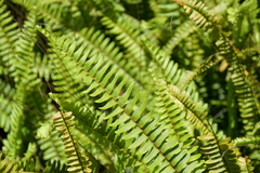 Nephrolepis flexuosa