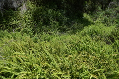 Nephrolepis flexuosa