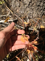 Claytonia rubra