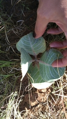 Asclepias nummularia
