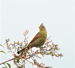 Emberiza lathami