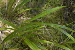 Dianella nigra