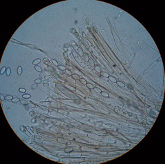 Peziza ammophila