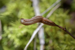 Gastrodia minor
