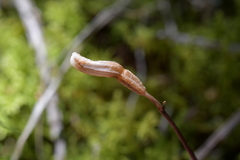 Gastrodia minor