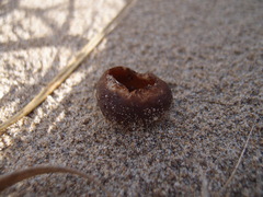 Peziza ammophila