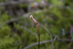Gastrodia minor