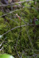 Gastrodia minor