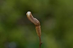Gastrodia minor