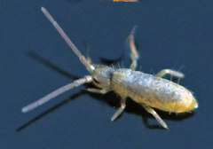 Tomocerus minor