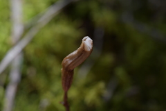 Gastrodia minor