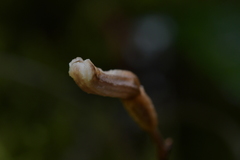 Gastrodia minor