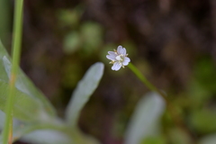 Epilobium pedunculare