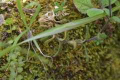 Epilobium pedunculare