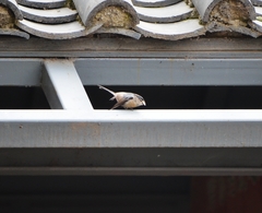 Aegithalos glaucogularis