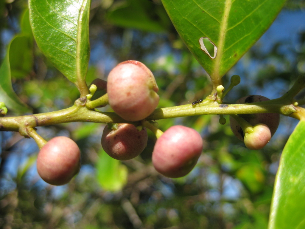 Glochidion novoguineense