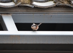 Aegithalos glaucogularis