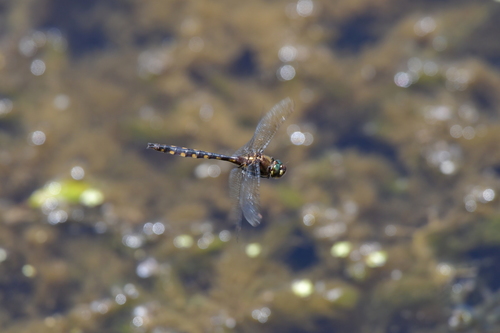 Gray's Dragonfly photo 3