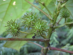 Macaranga clavata