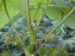 Macaranga clavata
