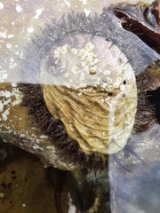 Haliotis midae