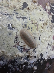 Chitonoidea