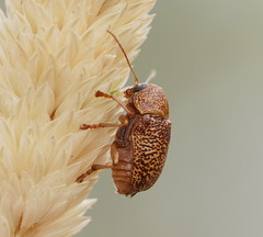 Cadmus calomeloides