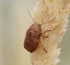 Cadmus calomeloides