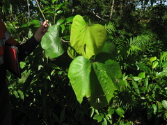 Macaranga aleuritoides
