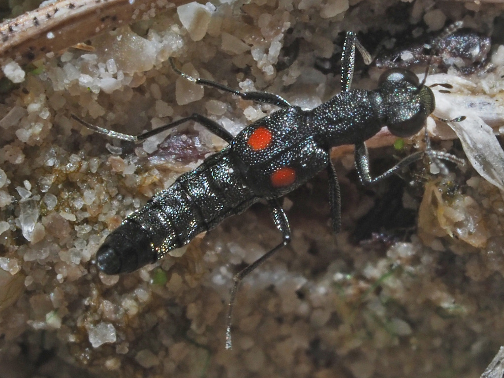 Stenus longipes