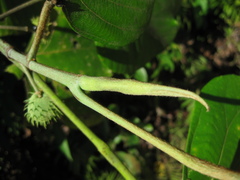 Macaranga aleuritoides